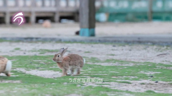 跳ねるウサギ