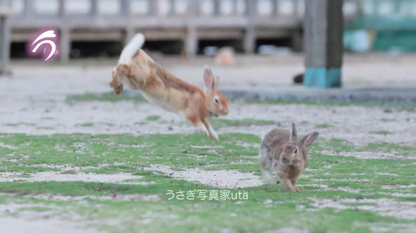 飛ぶウサギ
