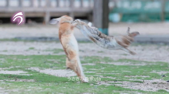 キックするウサギ