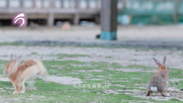 着地するウサギ