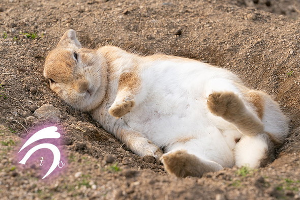 くつろぐウサギ