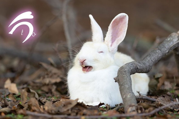 あくびするウサギ