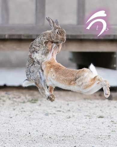 頭突きするウサギ