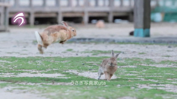 ジャンプを避けるウサギ