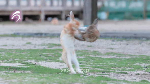 キックするウサギ