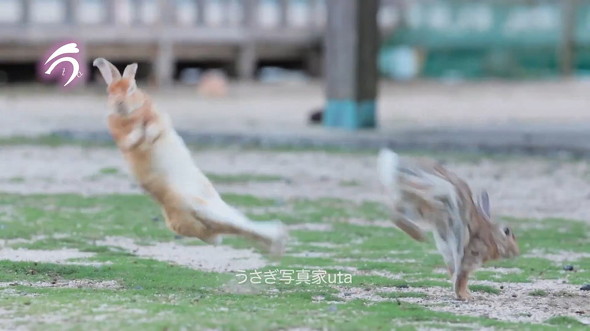 飛ばされるウサギ