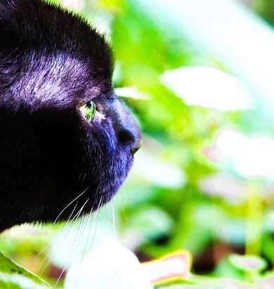 実話集『猫は奇跡』に登場する猫の横顔