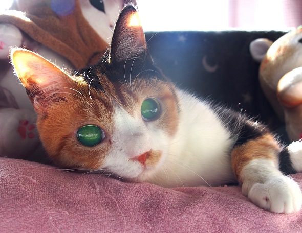 実話集『猫は奇跡』に登場する交通事故で視力を失った猫