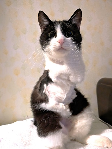 実話集『猫は奇跡』に登場する両前足を失った猫