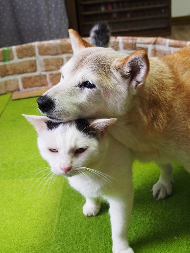 実話集『猫は奇跡』に登場する認知症の犬を支える猫