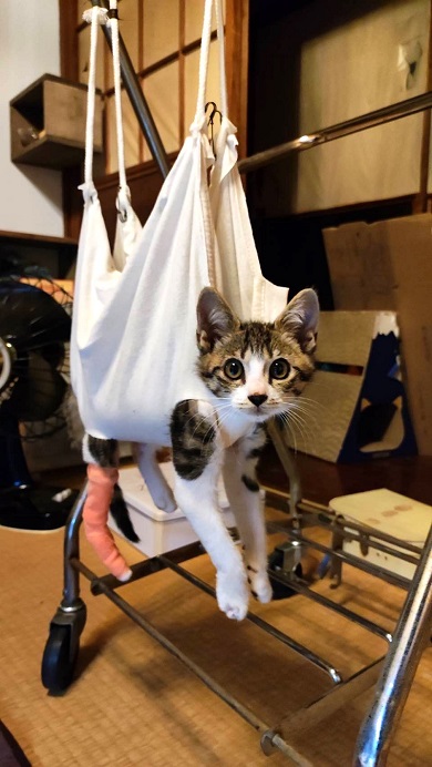 実話集『猫は奇跡』に登場する農家に助けられた猫