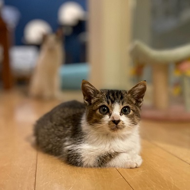 実話集『猫は奇跡』に登場する病気のために大きくなれない猫