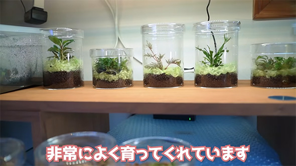 非常によく育ってくれています