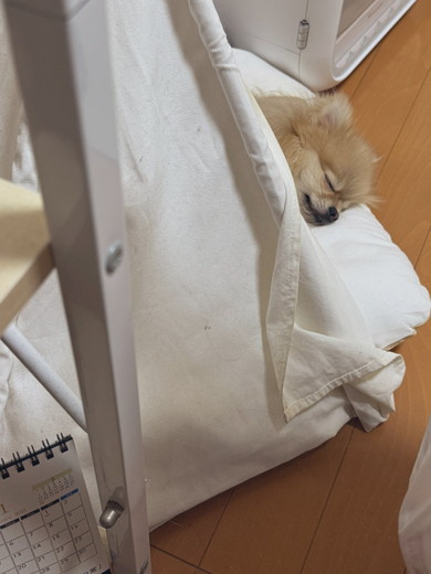 眠っているポメラニアンのワンコ