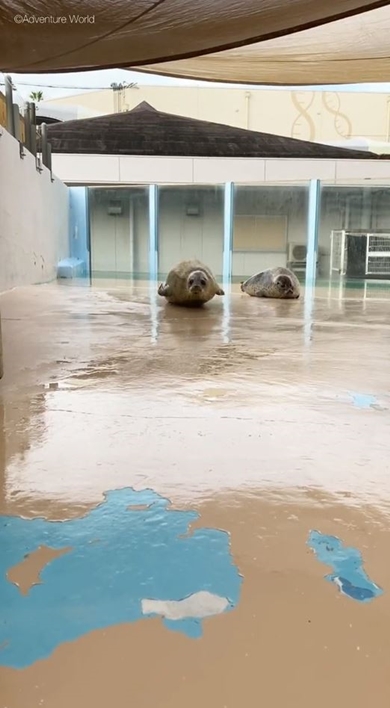 アドベンチャーワールドのアザラシ