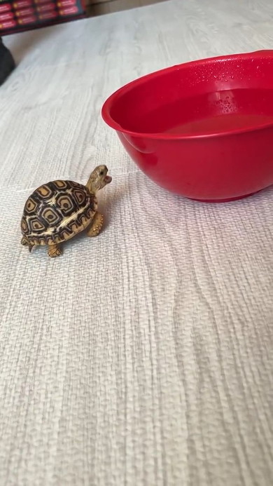 口を開けたカメ