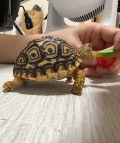 ご飯を食べるカメ