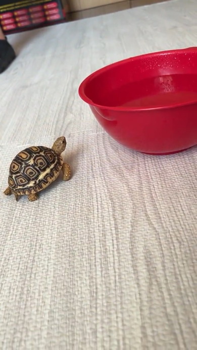 ボウルを見るカメ