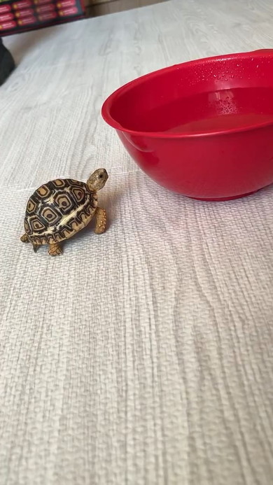 ボウルを見るカメ