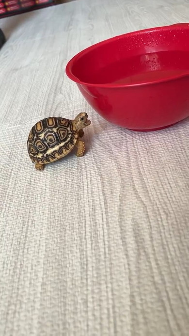 口を開けたカメ