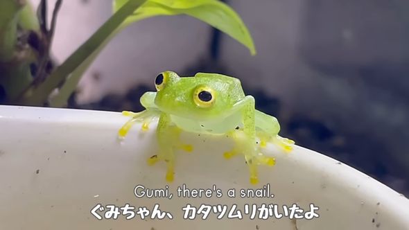 飼い主にカタツムリの存在を教えてもらうカエル