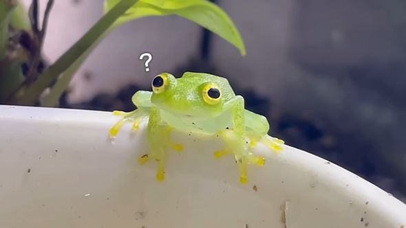 ケージ内のカタツムリに興味はなさそうなカエル