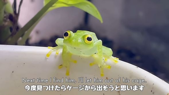 次に見つけたらカエルのケージから出すという飼い主
