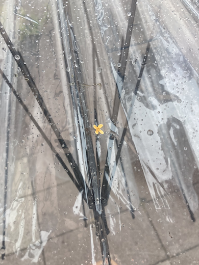 傘にキンモクセイ