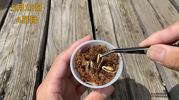 根が出たメロンの種をピンセットでつかむ