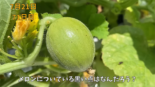 メロンについている