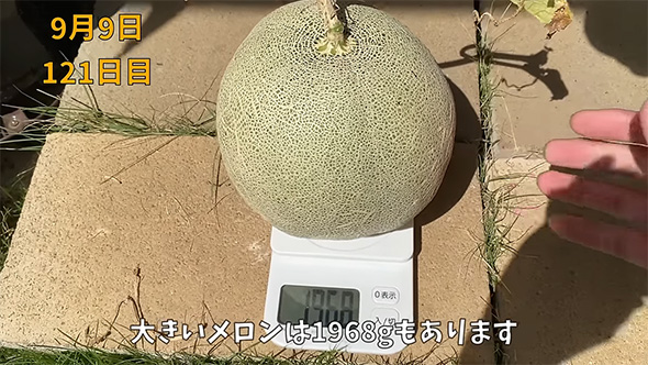 大きいメロンは