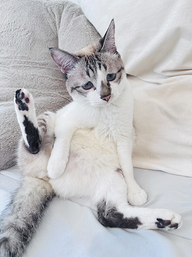 お手入れ中の猫ちゃん