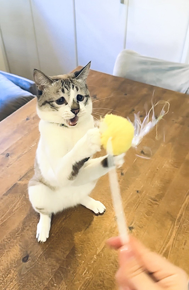 おもちゃをつかむ猫ちゃん