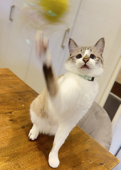 おもちゃにパンチする猫ちゃん