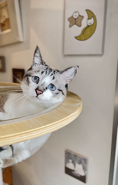 ボウルに入っている猫ちゃん