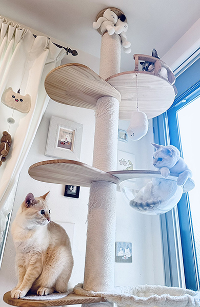 キャットタワーに3匹の猫ちゃん