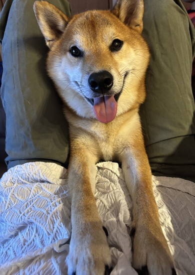 膝上で寝ている柴ワンコ