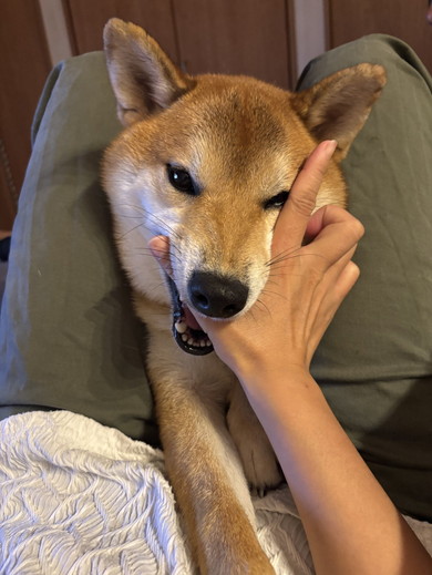 膝上寝ている柴ワンコ