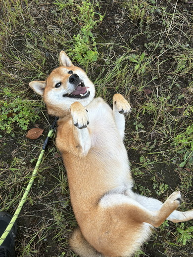 ヘソ天になっている柴ワンコ