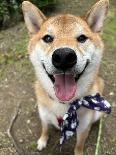 見上げる柴ワンコ