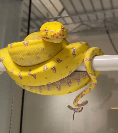 ヘビさんの激しく動くしっぽ