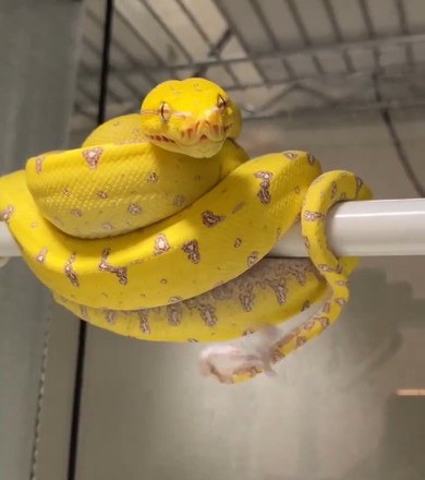 ヘビさんの激しく動くしっぽ