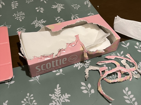 ティッシュを取り出しやすくしてくれたインコ