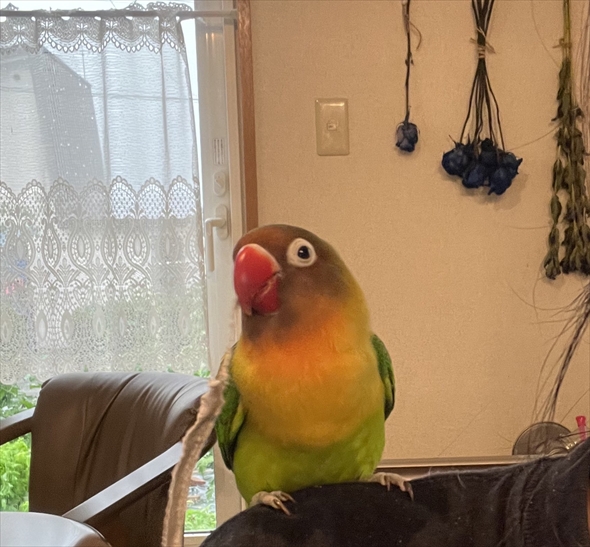 ティッシュを取り出しやすくしてくれたインコ