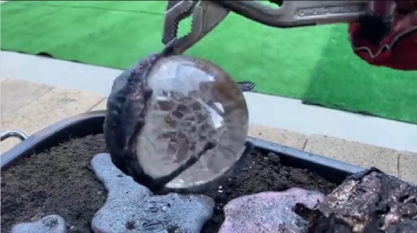 クレイジーティモン