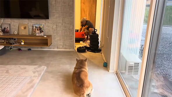 作業する男性と見守る柴犬
