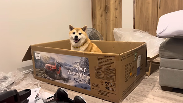 段ボールに入る柴犬