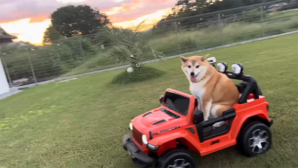 車に乗る柴犬