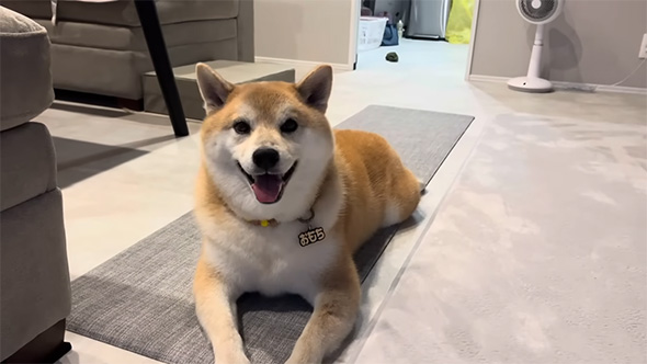 笑顔の柴犬