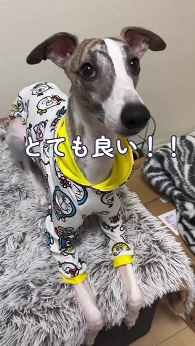 伏せするウィペット
